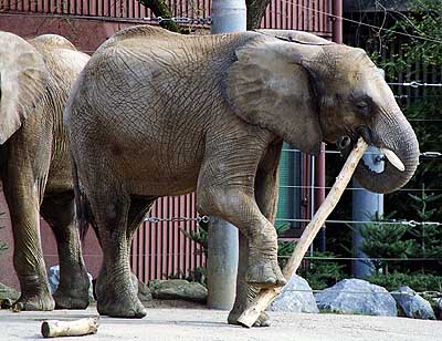 Duisburger Zoo Duisburger-Zoo-Elefant-06